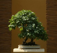 /album/relax/rf-acer-w-jpg/